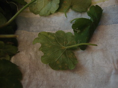 Puccinia glechomatis