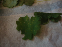 Puccinia glechomatis