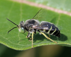 Bembix americana