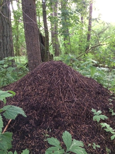 Western Thatching Ant photo 3
