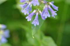 Penstemon ovatus