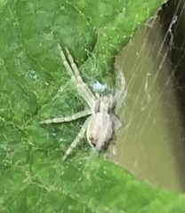 Philodromus dispar