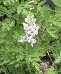 Corydalis caseana