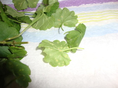 Puccinia glechomatis