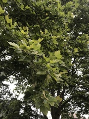 Platanus occidentalis