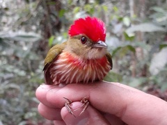 Machaeropterus striolatus