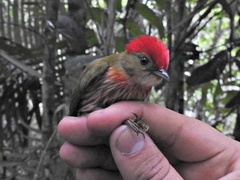 Machaeropterus striolatus