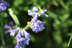 Penstemon ovatus