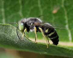 Bembix americana