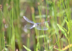 Leucorrhinia frigida