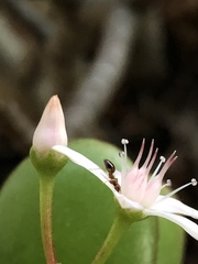 Prenolepis imparis