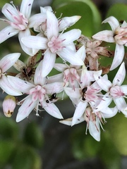 Prenolepis imparis