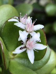 Prenolepis imparis