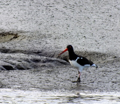 Haematopus palliatus