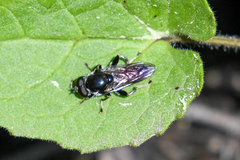 Xylota flavitibia