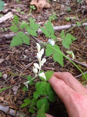 Cephalanthera austiniae