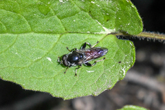 Xylota flavitibia