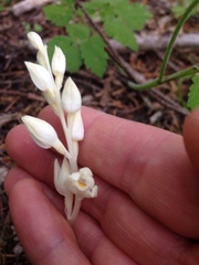 Cephalanthera austiniae