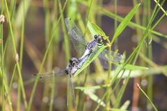 Leucorrhinia frigida