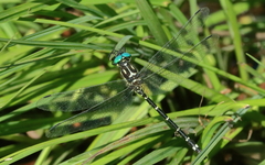 Eusynthemis aurolineata