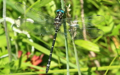 Eusynthemis aurolineata