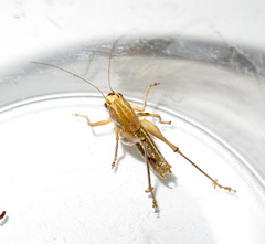 Decticita balli