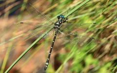 Eusynthemis aurolineata