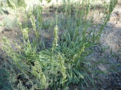 Frasera albicaulis nitida