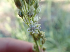 Frasera albicaulis nitida