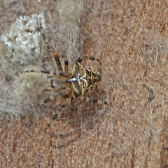 Araneus