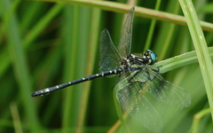 Eusynthemis aurolineata
