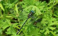 Eusynthemis aurolineata