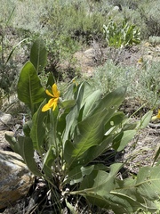 Wyethia mollis
