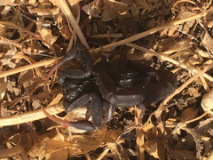 Hottentotta judaicus