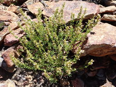 Penstemon deustus suffrutescens
