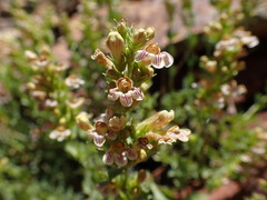 Penstemon deustus suffrutescens