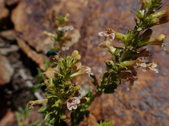 Penstemon deustus suffrutescens
