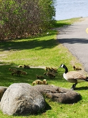 Branta canadensis
