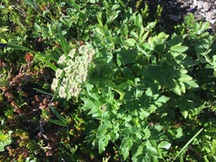 Ligusticum scothicum
