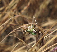 Decticita balli