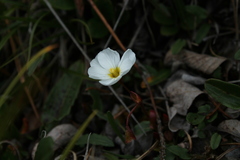 Montia bostockii