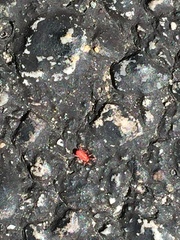 Balaustium