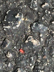 Balaustium