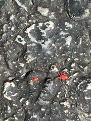 Balaustium
