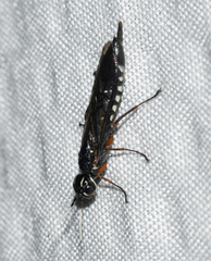 Xiphydria maculata