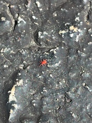 Balaustium