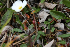 Montia bostockii