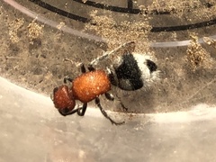 Timulla navasota coahuila