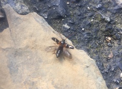 Phymatodes nitidus
