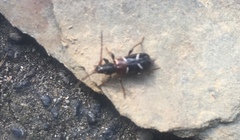 Phymatodes nitidus